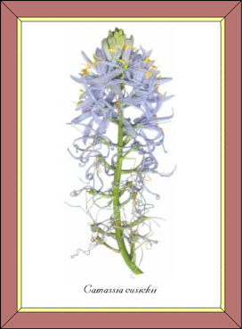 Camassia cusickii