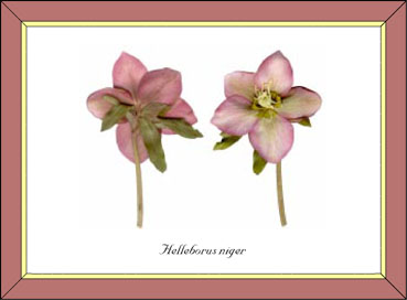 Helleborus niger, pink