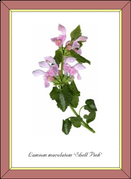 Lamium maculatum Shell Pink