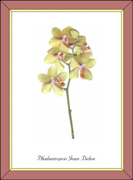 Phalaenopsis Jean Belue