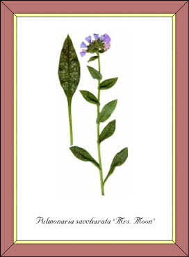 Pulmonaria saccharata Mrs. Moon