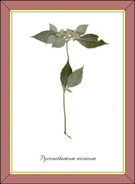 Pycnanthemum incanum