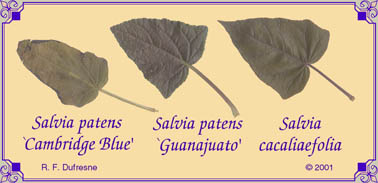 Salvia patens and S. cacaliaefolia foliage