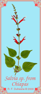 Salvia species from Chiapas