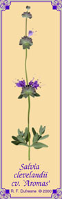 Salvia clevelandii cv. `Aromas'