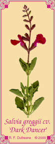 Salvia greggii cv. `Dark Dancer