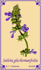 Salvia glechomaefolia
