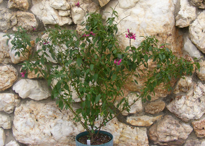 Salvia greggii alba x involucrata stock plant