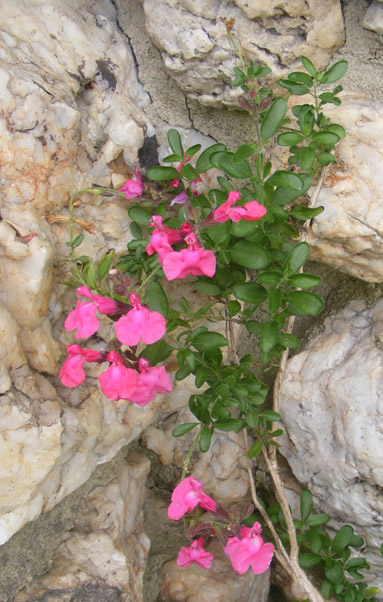 Salvia greggii Big Pink
