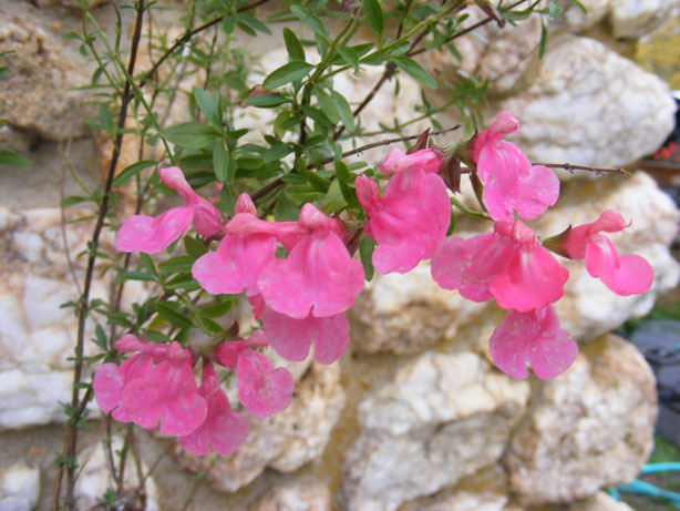 Salvia greggii Stampede Punch