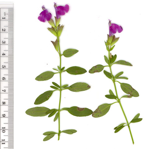 Salvia greggii Ultraviolet