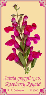 Salvia greggii x cv. `Raspberry Royale'
