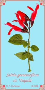 Salvia gesneraeflora cv. `Tequila'