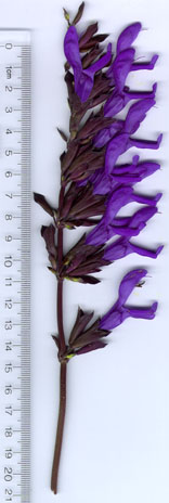 SAlvia guaranitica Black & Blue