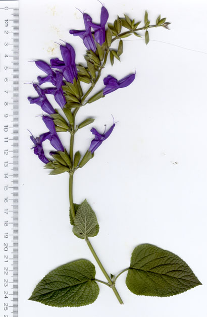 Salvia guaranitica Van Remsen form