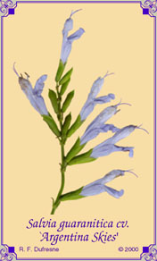 Salvia guaranitica cv. `Argentina Skies'
