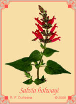 Salvia holwayi
