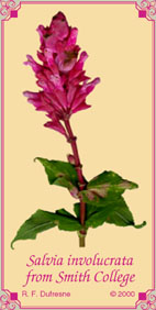 Salvia involucrata cv. from Smith College