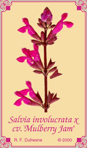Salvia involucrata x cv. `Mulberry Jam'