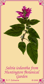 Salvia iodantha from Huntington Botanical Garden