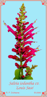 Salvia iodantha cv. `Louis Saso'
