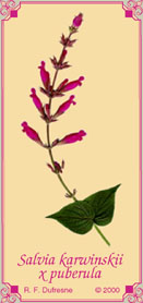 Salvia karwinskii x puberula