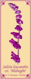 Salvia leucantha cv. `Midnight'
