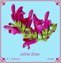 Salvia littae