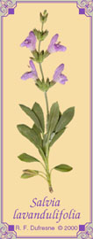 Salvia lavandulifolia