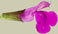 Salvia lycioides x greggii `San Marcos'