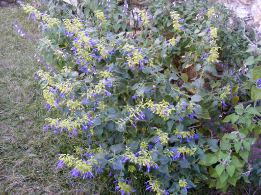 Salvia mexicana Limelight