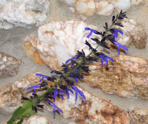 Salvia mexicana Of The Night