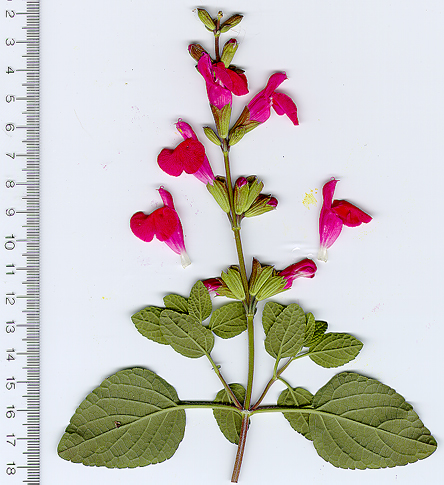 SAlvia microphylla Dieciocho de Marzo