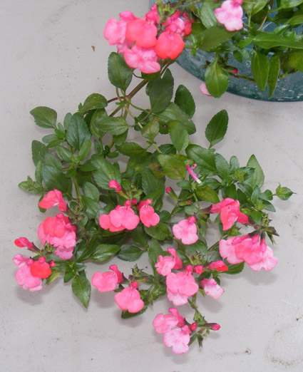 SAlvia microphylla Berzerkely