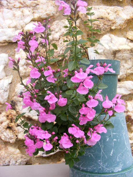 Salvia microphylla Flower Child