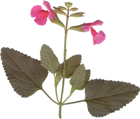 Salvia microphylla Hoja Grande