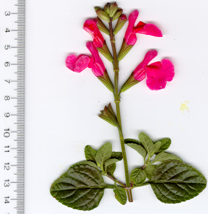 Salvia microphylla Orange Door