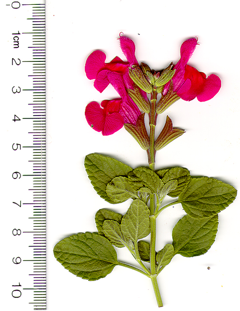 Salvia microphylla San Carlos Festival