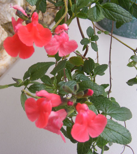 Salvia microphylla Zaragoza