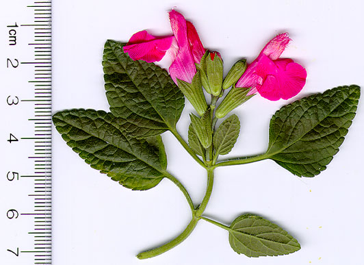 Salvia microphylla neurepia