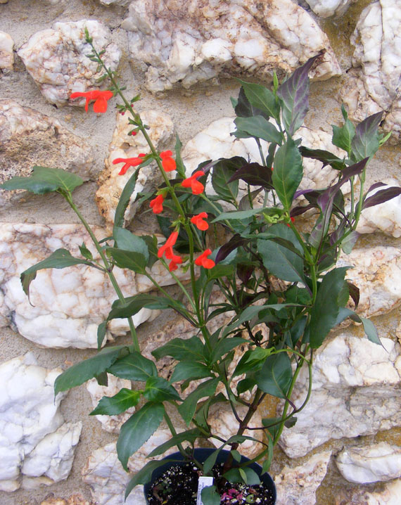 Salvia miniata
