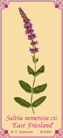 Salvia nemerosa cv. `East Friesland'