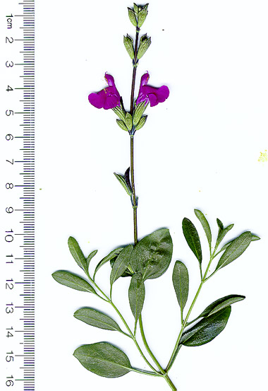 Salvia muelleri