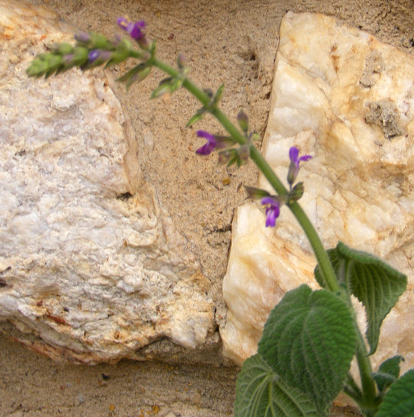 Salvia myrantha