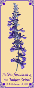 Salvia farinacea x longispicata cv. `Indigo Spires'