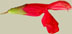 Salvia schaffneri - S. oresbia - S. darcyi