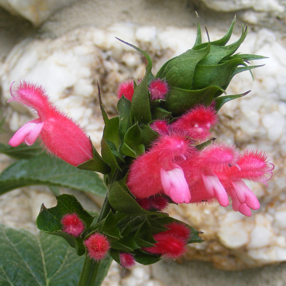 Salvia oxyphora