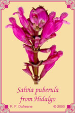 Salvia puberula from Hidalgo