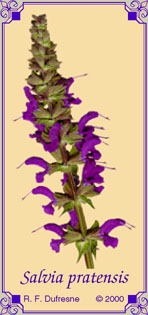 Salvia pratensis