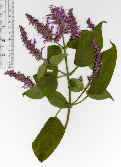 Salvia purpurea
